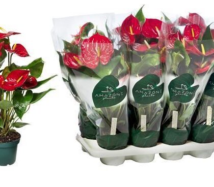 Anthurium rosso vaso 14