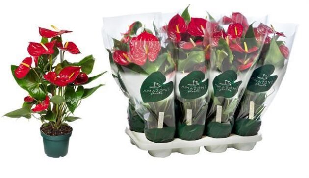 Anthurium rosso vaso 17 cm 80