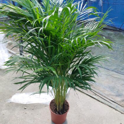 Areca vaso 24 cm 150 TOP