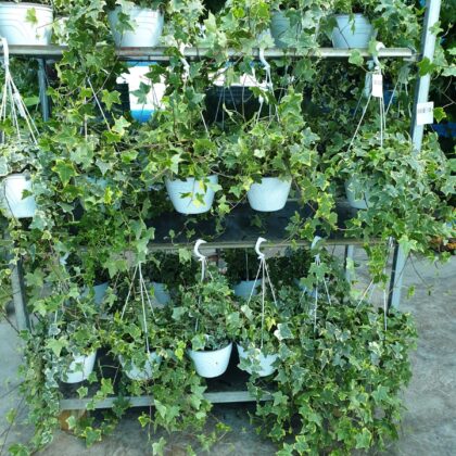 Edera vaso 18 basket