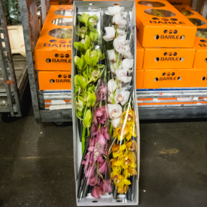 Cymbidium mix da 4 BARILE