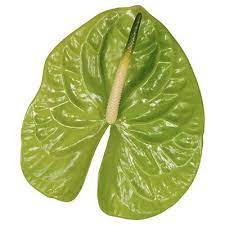 Anthurium midori