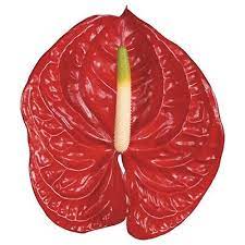 Anthurium rosso