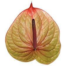 Anthurium tequila