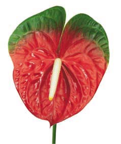 Anthurium jewel