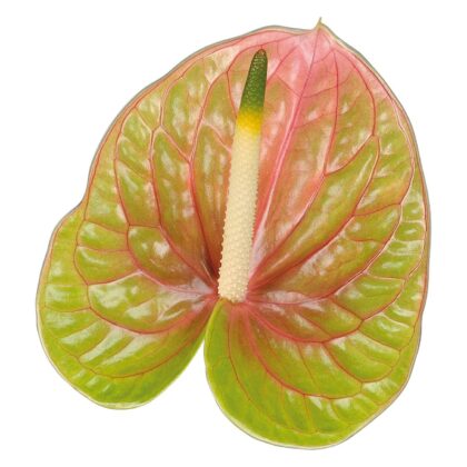 Anthurium lucardi