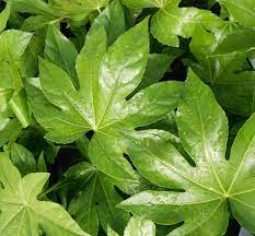 Aralia cm 30