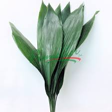 Aspidistra cm 50