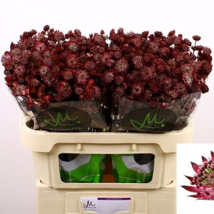 Mazzetteria Astrantia rossa