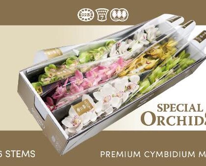 Cymbidium misto da 9