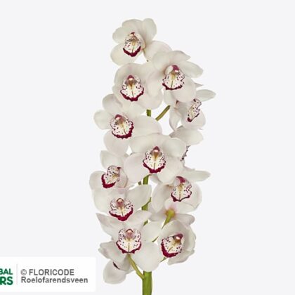 Cymbidium bianco  da 6 80 cm