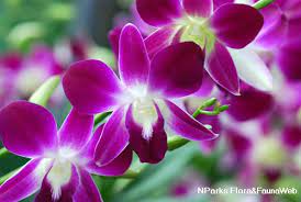 Dendrobium sonia super olanda