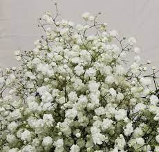 Gypsophila 750gr