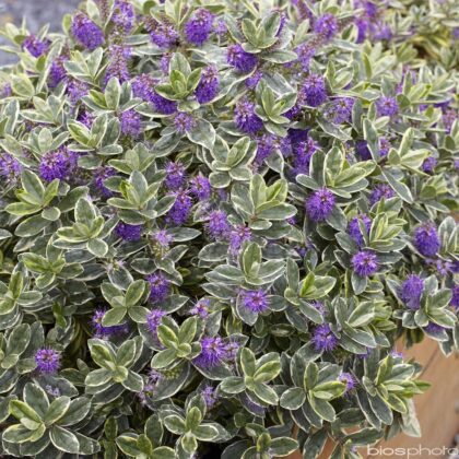Hebetopiaria variegata vaso 14x8