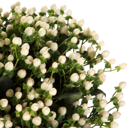 Hypericum bianco