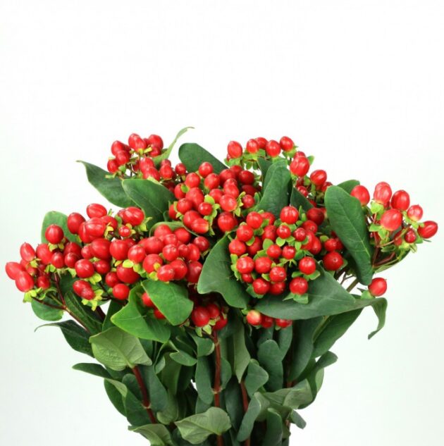 Hiperycum rosso cm 60