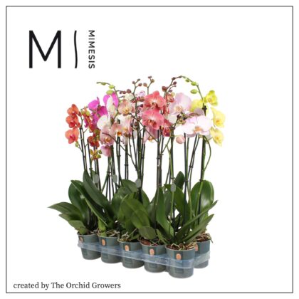 Phalaenopsis mimesis