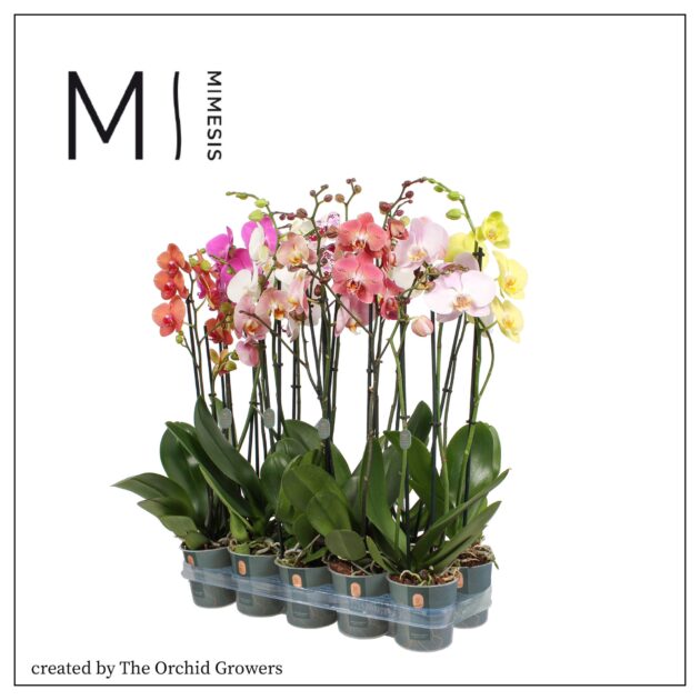 Phalaenopsis mimesis