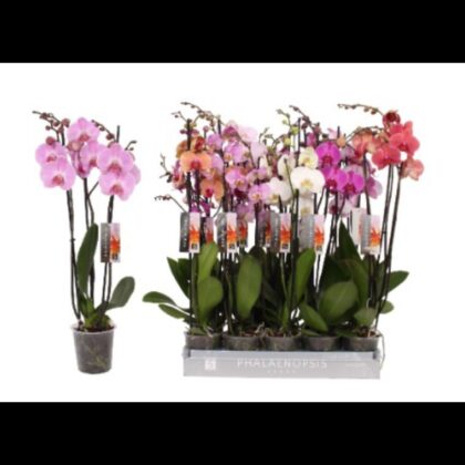 Phalaenopsis mix 3 steli 5 stelle TOP