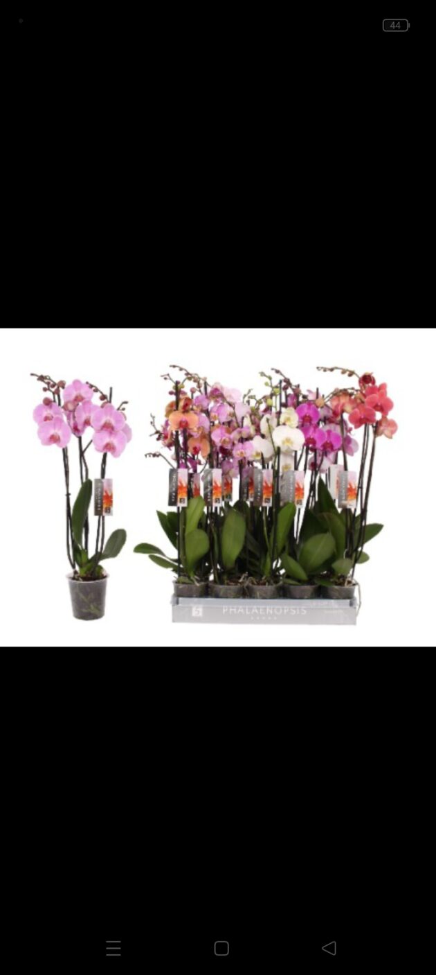 Phalaenopsis mix 3 steli 5 stelle TOP
