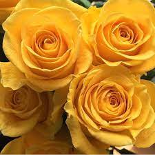 Rose brighton ecuador
