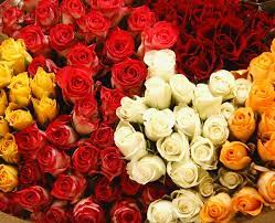 Rose miste kenya cm 60