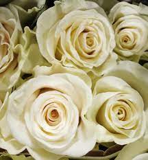 Rose mondial