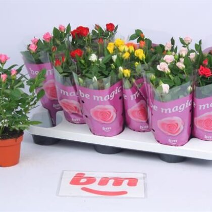 Roselline vaso 11x12