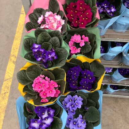 Saintpaulia vaso 12 cassette da 8