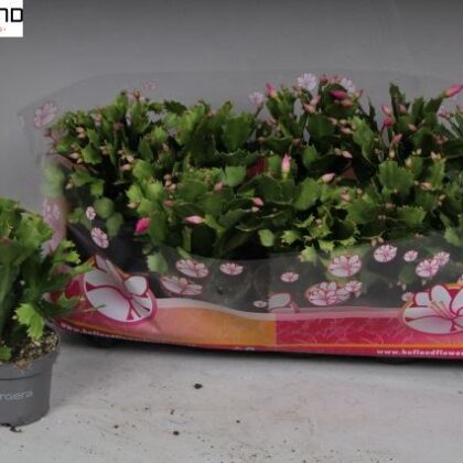 Schlumbergera mista vaso 9x18