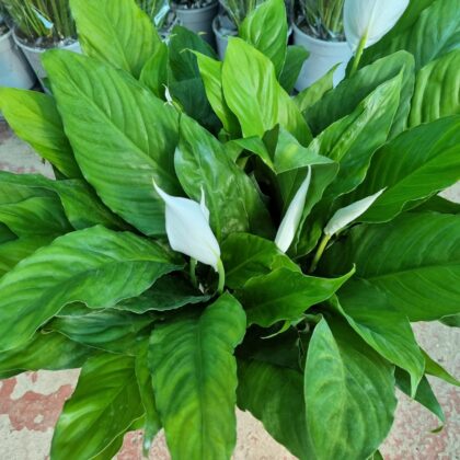 Spathiphyllum vaso 17 italiano TOP