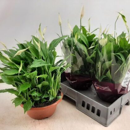Spathiphyllum ciotola vaso 23 mimesis