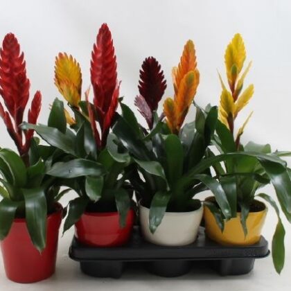 Vrisea ceramica