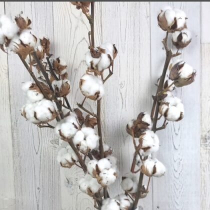 Cotone a stelo cm 75 (10 palle)