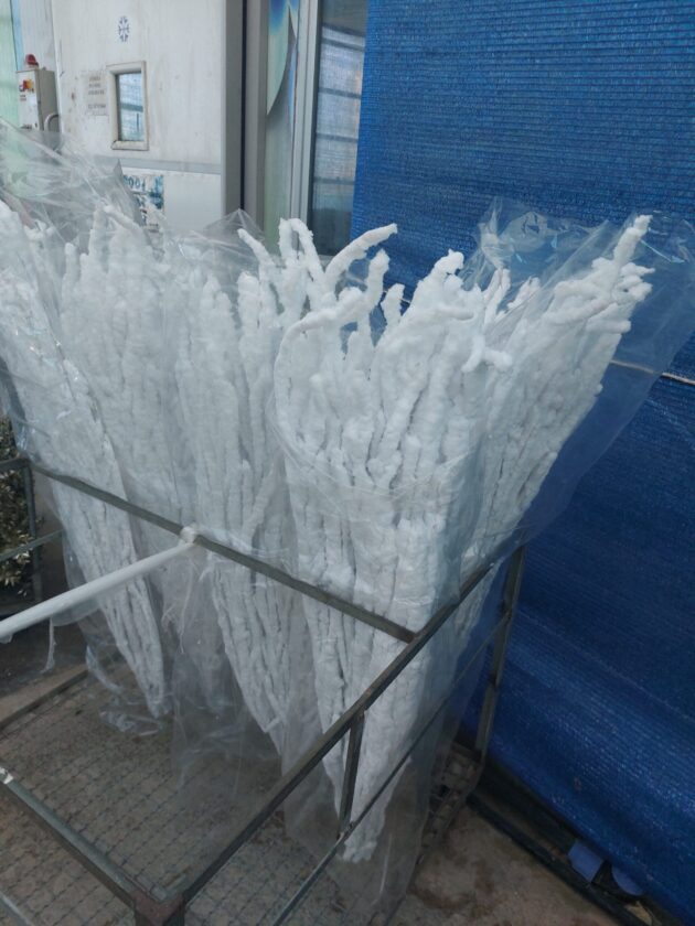 Betulla innevata cm 130