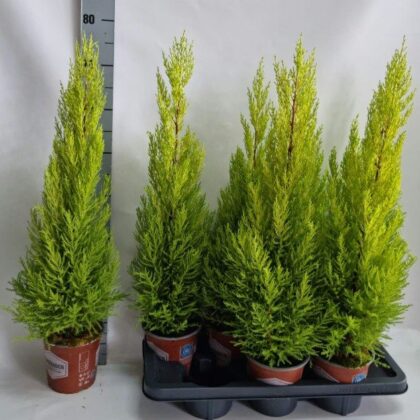 Cupresso goldcrest wilma vaso 14 cm 60