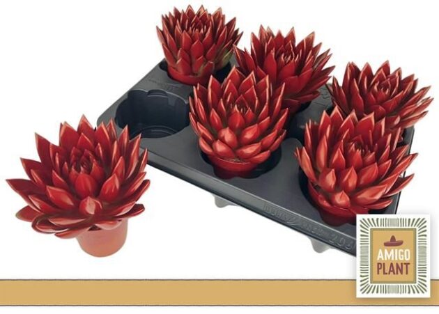 Echeveria rossa metallica cassetta da 6