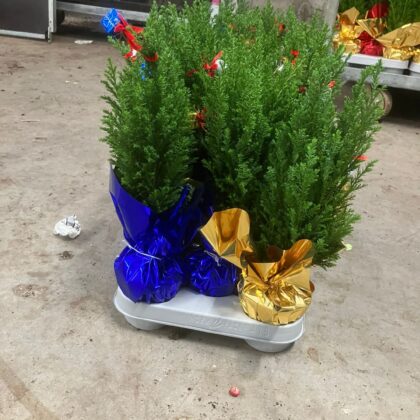 Ellwoodii vaso 9 carta regalo