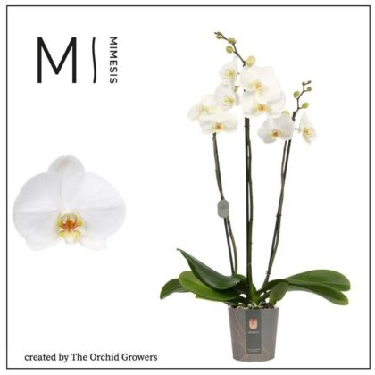 Phalaenopsis bianco mimesis 3 rami