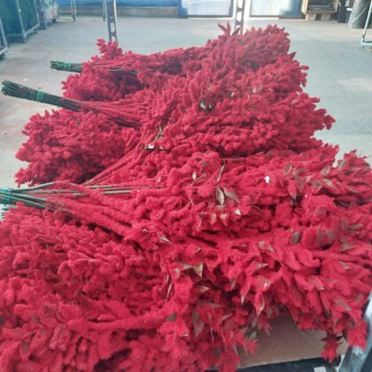 Pungitopo neve rosso