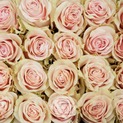 Rose pink mondial ecuador
