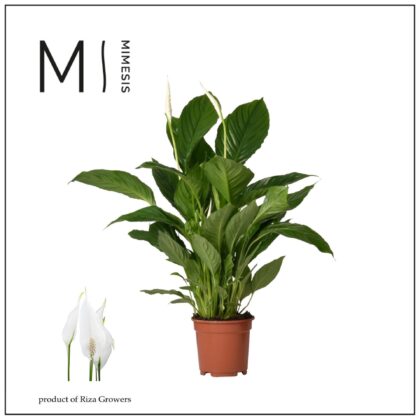 Spathiphyllum vaso 17 olanda