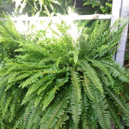 Felce basket vaso 18 TOP