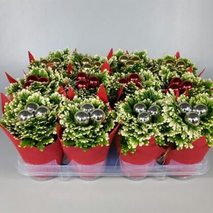 Selaginella jori addobbata cassetta da 12