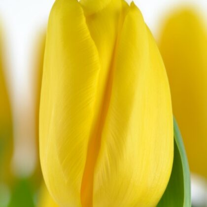 Tulipano giallo olanda