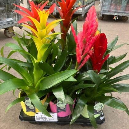 Bromelia mista in ceramica vaso 13