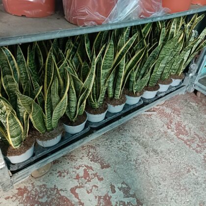 Sanseveria vaso 13 TOP