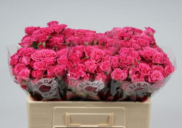 Roselline spray rosa cm 70