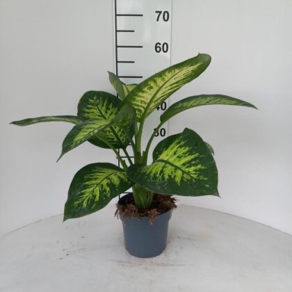 Dieffenbachia tropic vaso 17 italiana