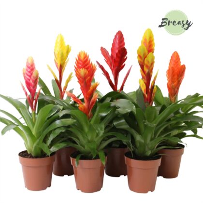 Vrisea mix vaso 12 cassette da 10